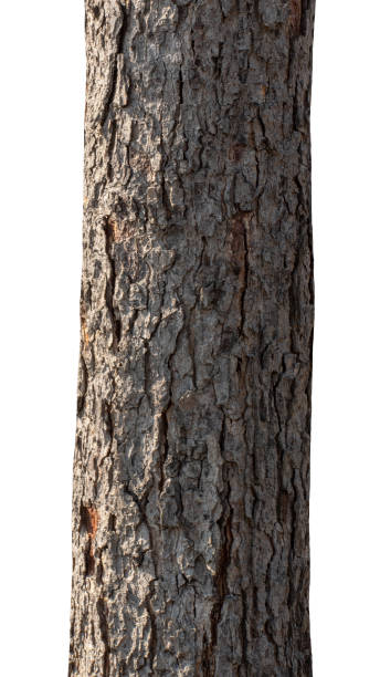 istock Trunk of a Tree Isolated On White Background 1414568400