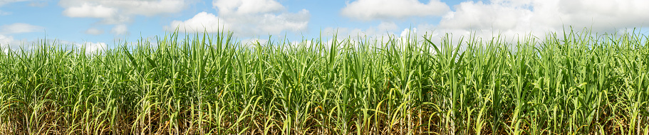 Sugarcane fields and blue sky