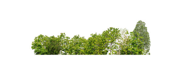 green trees isolated on white background - copse imagens e fotografias de stock