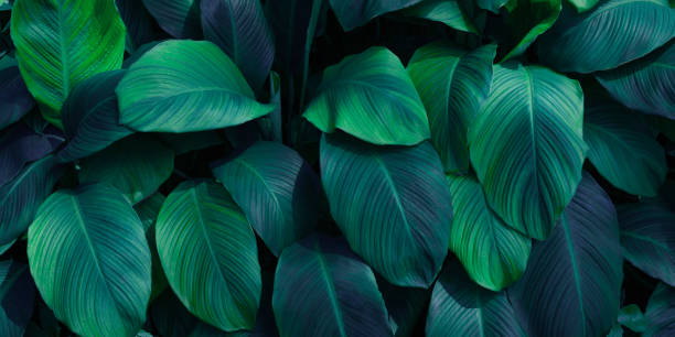 Creative tropical leaves background, stock photo
