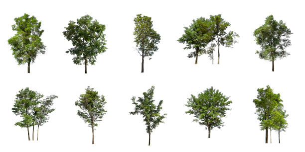 Set of Isolated trees on white background stock photo