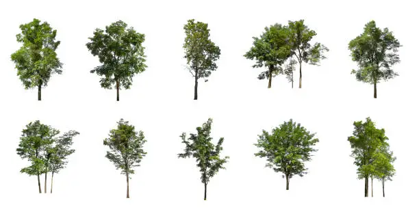 Photo of Set of Isolated trees on white background