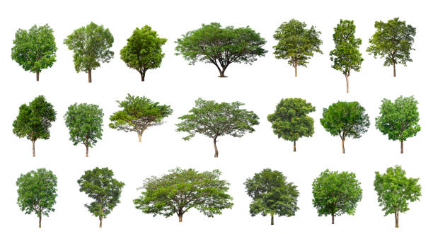 Set of Isolated trees on white background stock photo