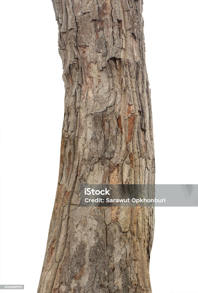 Trunk of a Tree Isolated On White Background Tree Stock Photo