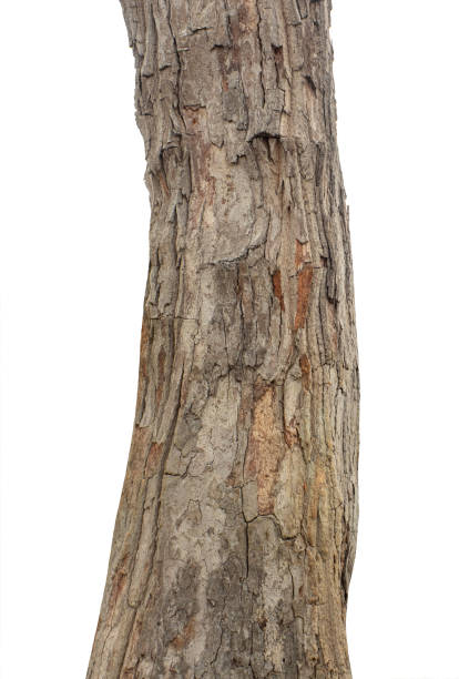Trunk of a Tree Isolated On White Background stock photo