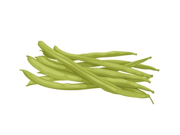 Fresh beans Vector illustration of fresh beans, scientific name Phaseolus vulgaris, isolated on a white background. green bean stock illustrations