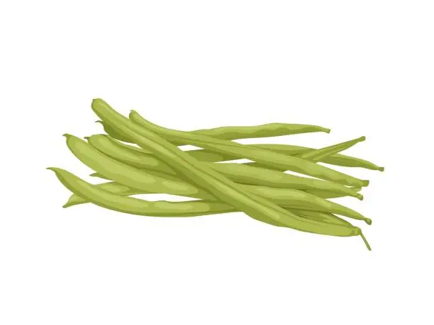 Vector illustration of Fresh beans