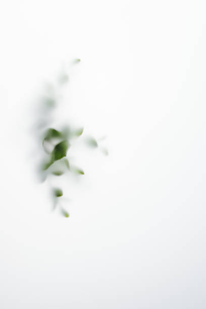 Blurred eucalyptus leaves in fog, out of focus. Natural abstract minimal background.