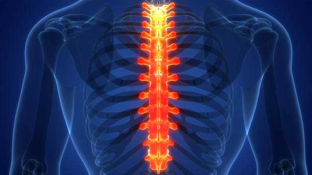 istock Spinal Cord Vertebral Column of Human Skeleton System Anatomy 1414572825