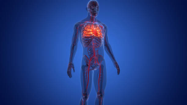 istock Human Circulatory System Heart Anatomy 1414572940