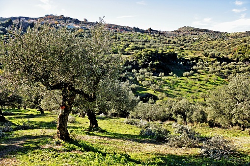 Koroneiki variety olive grove in Kalamata, Messinia prefecture, Peloponnese region, Greece.