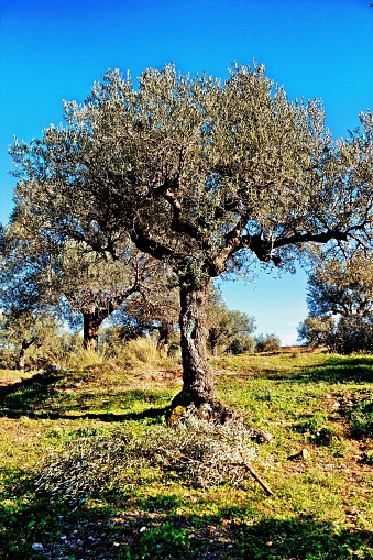 Koroneiki variety olive grove in Kalamata, Messinia prefecture, Peloponnese region, Greece.
