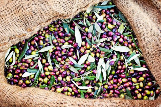 istock Koroneiki olives harvested into sacks 1414574462