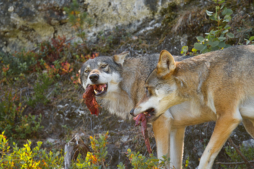 funny lookingwolf eating meat
