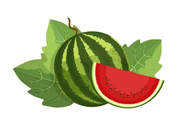 Vector illustration of Watermelon with slice and leaves, flat style vector illustration isolated on white background