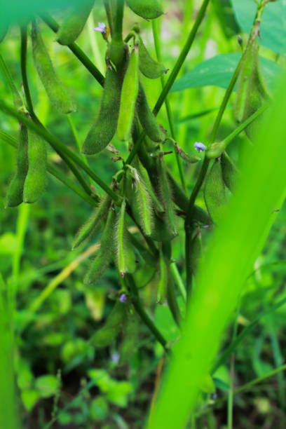istock Soybean pods on soybean plantation(Glycine max ) 1414580745