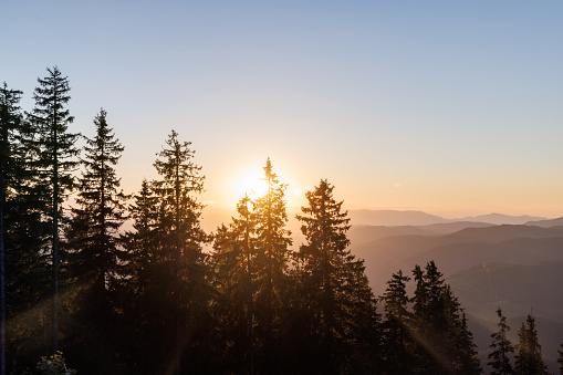 Dark dense tall silhouettes of thorny fir trees in the mountainous vegetative hilly valley of the Rhodope Mountains, against the background of a bright sunset multi-colored evening sky