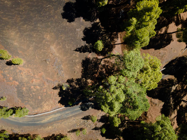 istock Drone flight over the beautiful lush green pine forest on El Hierro 1414583140