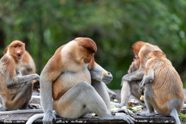 鼻腔猿(nasalis larvatus)または鼻の長い猿のバンド - monkey proboscis monkey malaysia island of borneo ストックフォトと画像