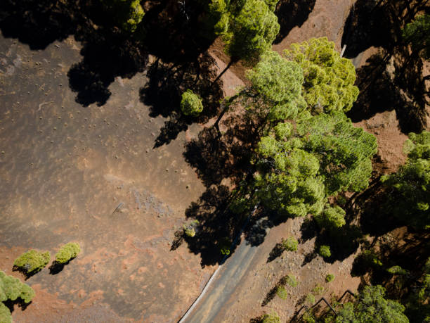 Drone flight over the beautiful lush green pine forest on El Hierro