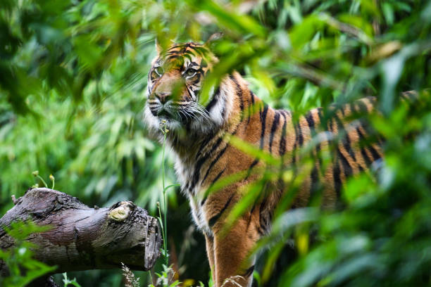 istock Close-up of Sumatran tiger 1414586363