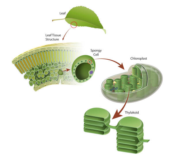 ilustraciones, imágenes clip art, dibujos animados e iconos de stock de diagrama de una estructura de hoja - chlorophyll