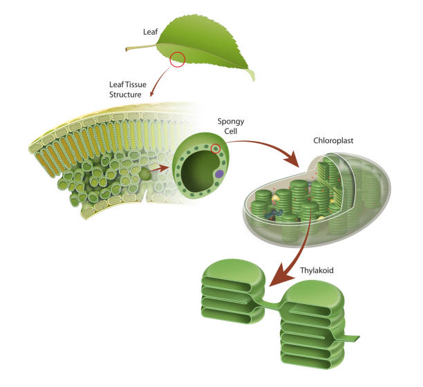 illustrations, cliparts, dessins animés et icônes de diagramme d’une structure foliaire - chlorophyll