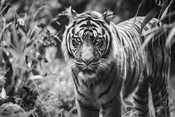istock Close-up of Sumatran tiger 1414588301