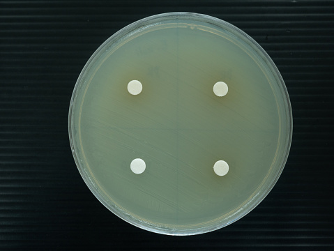 Close-up shot of a petri dish for checking an antibiotic in the laboratory.