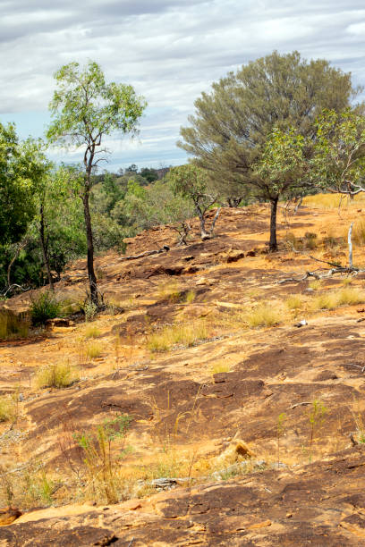 istock Rural view with dry grass red dirt and gum trees 1414589503