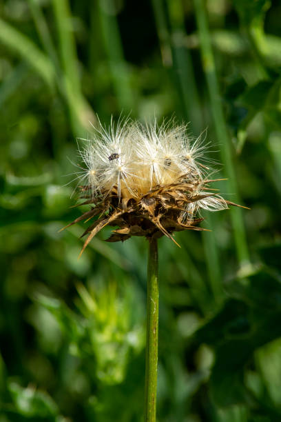 Dry flowerhead of a scotch thistle (onopordum acanthium) with a fly (diptera) Onopordum acanthium (cotton thistle, Scotch (or Scottish) thistle), not to be confused with Cirsium vulgare - spear thistle, which is also known as Scotch or Scottish thistle -  is a flowering plant in the family Asteraceae. It is native to Europe and Western Asia from the Iberian Peninsula east to Kazakhstan, and north to central Scandinavia, and widely naturalised elsewhere, with especially large populations present in the United States and Australia. It is a vigorous biennial plant with coarse, spiny leaves and conspicuous spiny-winged stems. Scottish Thistle stock pictures, royalty-free photos & images