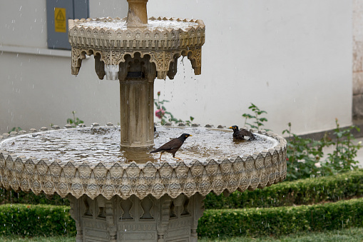 Topkapi Palace, Istanbul, Turkey: fountain in the fourth courtyard with birds
