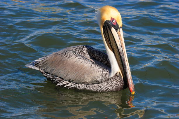 istock American brown   Pelican -Pelecanus occidentalis 1414590269