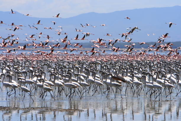 istock Pink Flamingos colony 1414590358