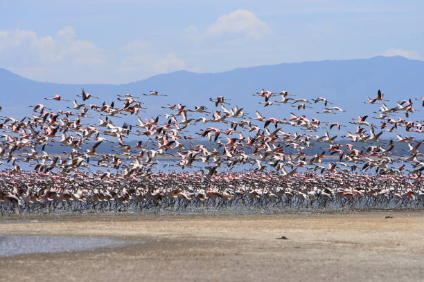 istock Pink Flamingos colony 1414590407