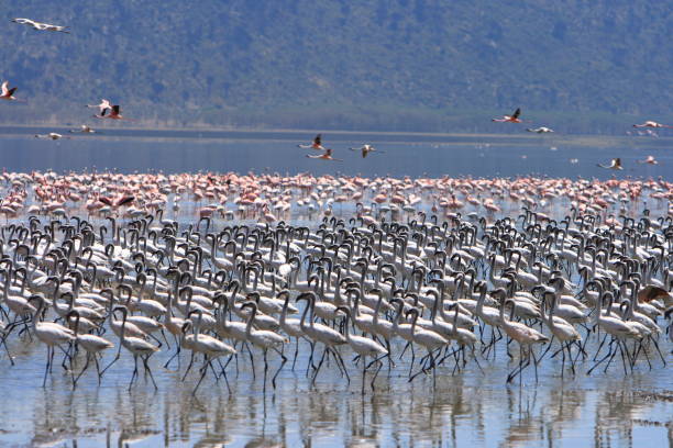 istock Pink Flamingos colony 1414590420