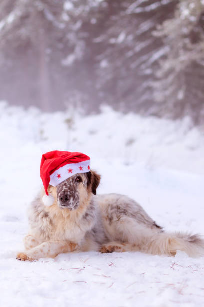 istock Big dog in santa hat lying down on snow road 1414591620