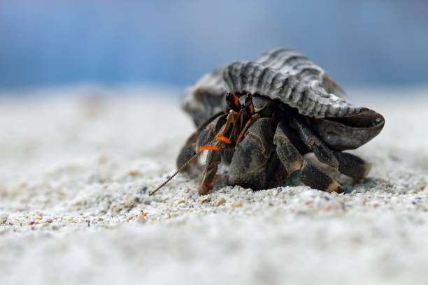 close-up of beautiful hermit crab - hermit crab pets animal leg shell imagens e fotografias de stock
