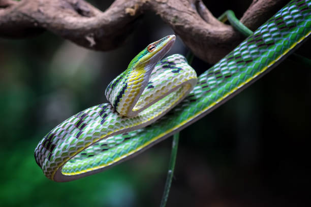 istock ahaetulla prasina snake ready to attack 1414591748