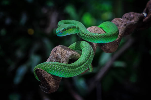 istock poisonous green snake above the branch 1414591785