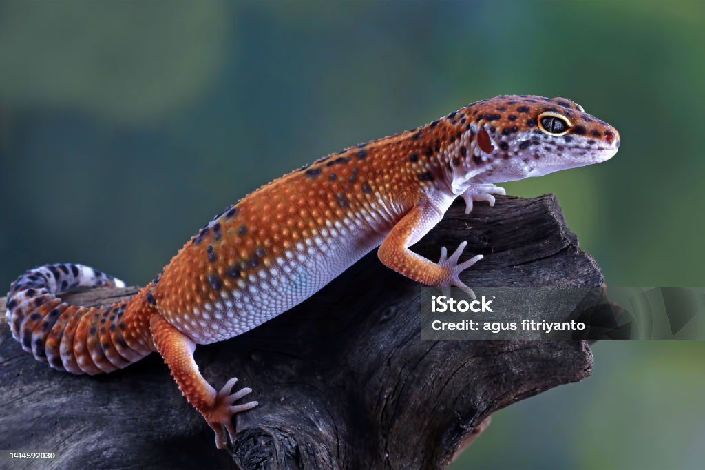Leopard Gecko Simple Leopard Gecko Lizard Closeup Stock Photo - Download Image Now - Leopard ...