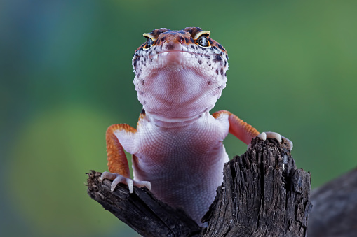 reptiles like lizards are cute and easy to care for