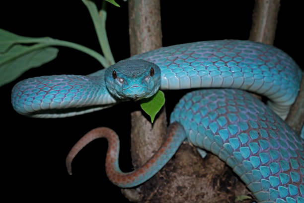 istock Blue viper snake closeup on branch 1414592394