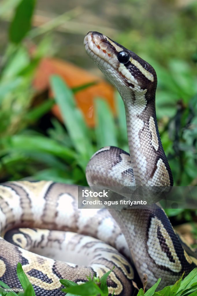 Ball Python Snake Close Up On Grass Stock Photo - Download Image Now ...