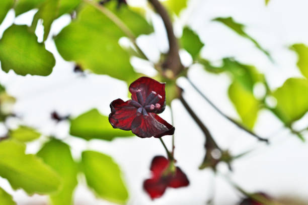 Akebia trifoliataMitsuba Akebi, Mitsuba Kidori