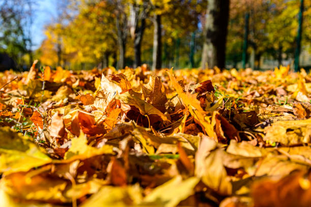 istock Yellow fallen maple leaves in a park on autumn. Selective focus 1414592563