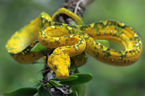 Crested Tree Python Green Tree Python On Branch Stock Photo - Download Image Now - Animal ...