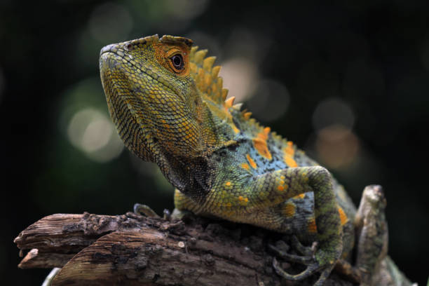 istock Forest dragon reptile on a branch 1414592916