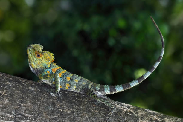 istock Forest dragon reptile on a branch 1414593004