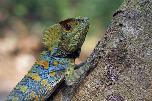 istock Forest dragon reptile on a branch 1414593015